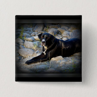 Big Black Pitbull Lab Cross Vierkante Button 5,1 Cm