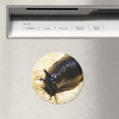 Big Black Slug Magneet (Insitu (Vaatwasser))