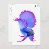 Big Blue Betta Fish Briefkaart (Voorkant / Achterkant)