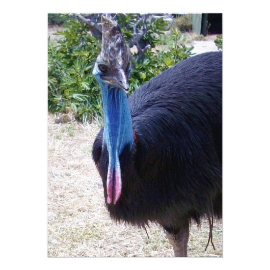 Big Blue Cassowary Bird, Foto Afdruk (Voorkant)
