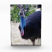 Big Blue Cassowary Bird, Fotoblokken (Voorkant)