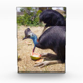 Big Blue Cassowary vogel eten meloenen, Fotoblokken (Voorkant)