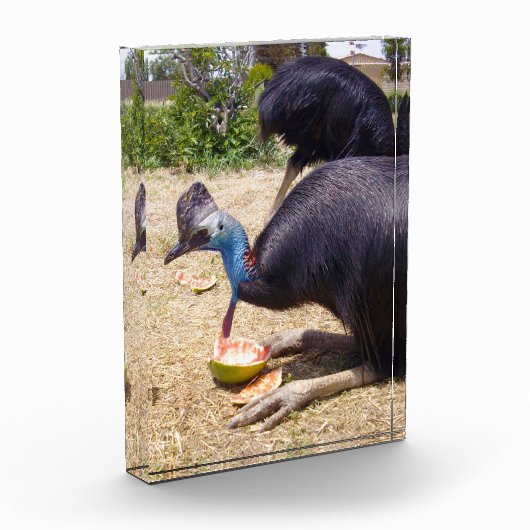 Big Blue Cassowary vogel eten meloenen, Fotoblokken (Links)