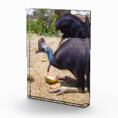 Big Blue Cassowary vogel eten meloenen, Fotoblokken (Rechts)