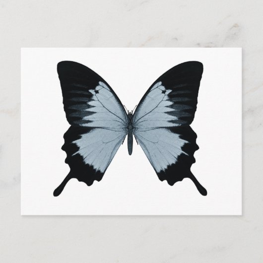 Big Blue en Black Butterfly Briefkaart (Voorkant)