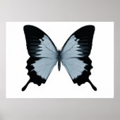 Big Blue en Black Butterfly Poster (Voorkant)
