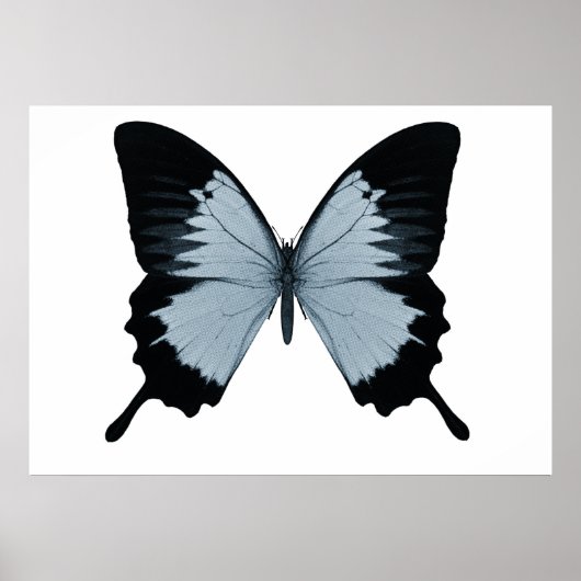 Big Blue en Black Butterfly Poster (Voorkant)