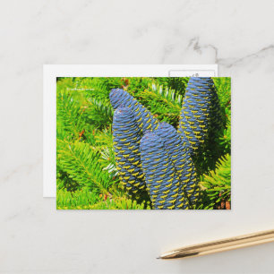 Big Blue Korean Fir Cones Briefkaart