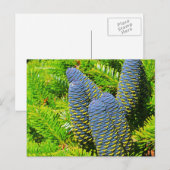Big Blue Korean Fir Cones Briefkaart (Voorkant / Achterkant)