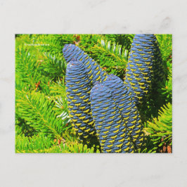 Big Blue Korean Fir Cones Briefkaart