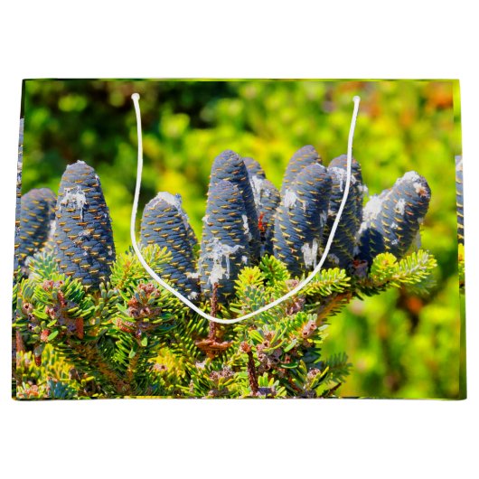 Big Blue Korean Fir Cones Large Cadeautasje (Voorkant)