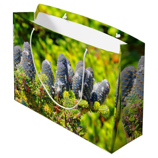 Big Blue Korean Fir Cones Large Cadeautasje (Achterkant Gekanteld)