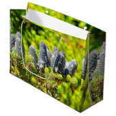 Big Blue Korean Fir Cones Large Cadeautasje (Voorkant Gekanteld)