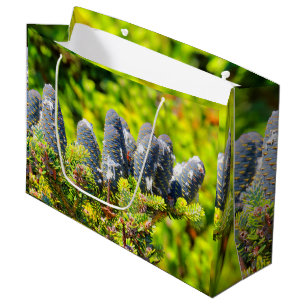 Big Blue Korean Fir Cones Large Cadeautasje
