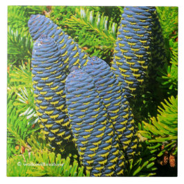 Big Blue Korean Fir Cones Tegeltje
