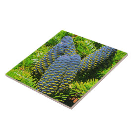 Big Blue Korean Fir Cones Tegeltje