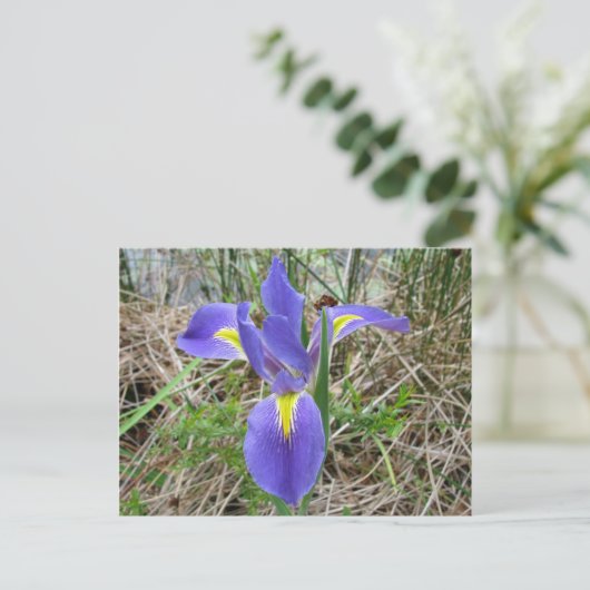 Big Blue Louisiana Iris Briefkaart (Staand voorkant)