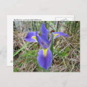 Big Blue Louisiana Iris Briefkaart (Voorkant / Achterkant)