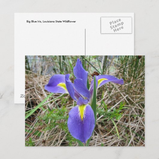 Big Blue Louisiana Iris Briefkaart (Voorkant / Achterkant)