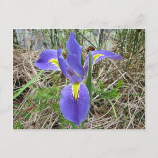 Big Blue Louisiana Iris Briefkaart