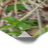 Big Blue Louisiana Iris Poster (Hoek)