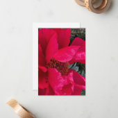 Big Bold Red Peony Notitiekaartje (Voorkant / Achterkant in situ)