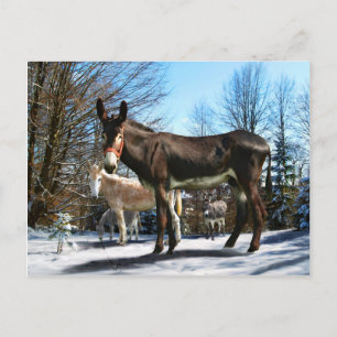 "Big Boy & Company" Briefkaart