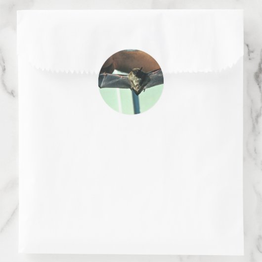 Big Brown Bat Ronde Sticker (Tas)