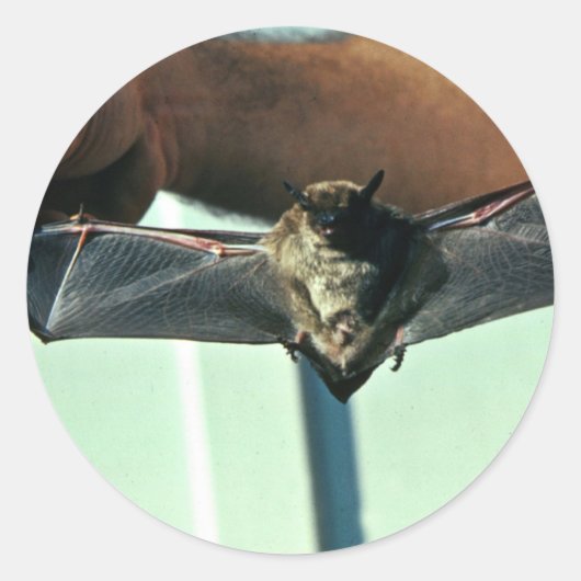 Big Brown Bat Ronde Sticker (Voorkant)