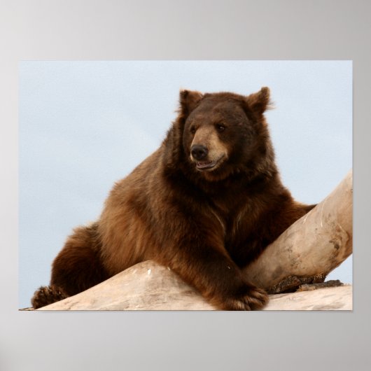 Big Brown Beer op een log Poster (Voorkant)