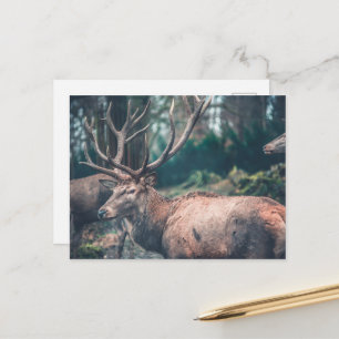 Big Brown Buck Deer met Grote Antlers Briefkaart