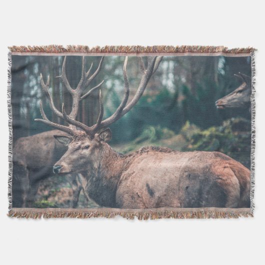 Big Brown Buck Deer met Grote Antlers Deken (Voorkant)