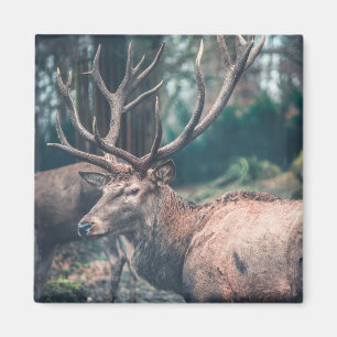 Big Brown Buck Deer met Grote Antlers Magneet