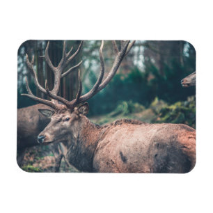 Big Brown Buck Deer met Grote Antlers Magneet