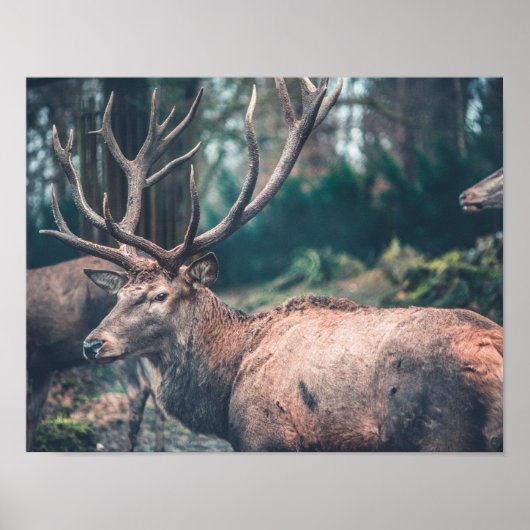 Big Brown Buck Deer met Grote Antlers Poster (Voorkant)