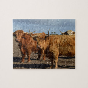 Big Brown Highland Koeien, puzzel
