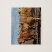 Big Brown Highland Koeien, puzzel (Verticaal)