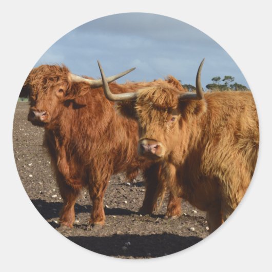 Big Brown Highland Koeien, Ronde Sticker (Voorkant)