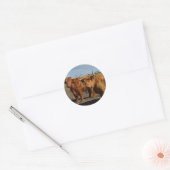Big Brown Highland Koeien, Ronde Sticker (Envelop)