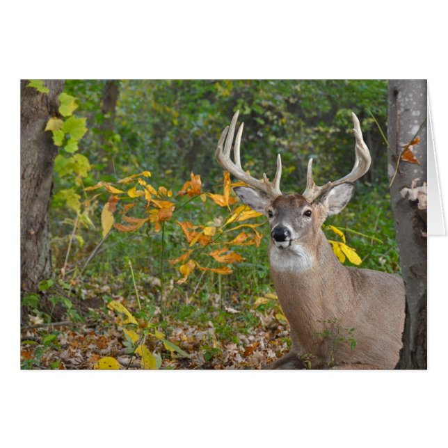 Big Buck (Voorkant Horizontaal)