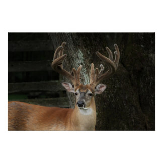 Big Buck Deer Perfect Poster