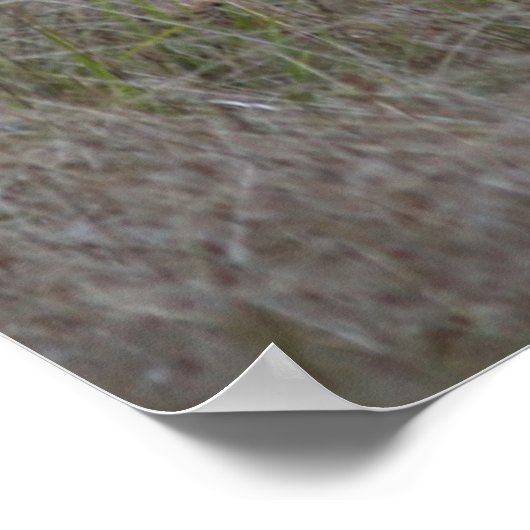 Big Buck Four-Pointer Poster (Hoek)