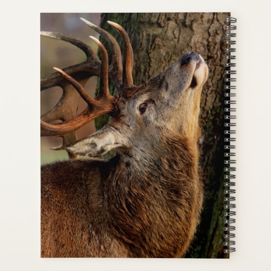 Big Buck Planner (Achterkant)