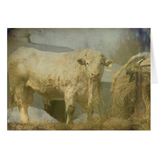 Big Bull, alles-Occasion Blank Wenskaart (Voorkant Horizontaal)