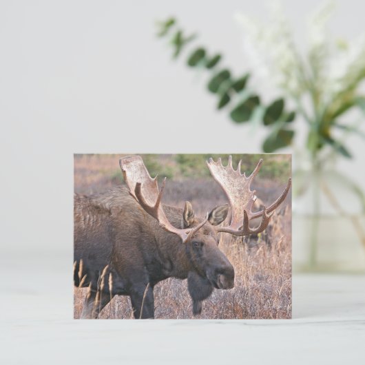 Big Bull Moose Briefkaart (Staand voorkant)