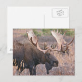 Big Bull Moose Briefkaart (Voorkant / Achterkant)