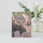 Big Bull Moose Briefkaart (Staand voorkant)