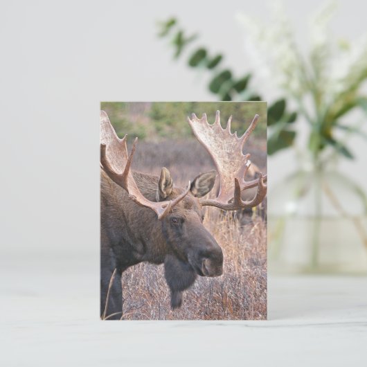 Big Bull Moose Briefkaart (Staand voorkant)
