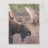 Big Bull Moose Briefkaart (Voorkant)