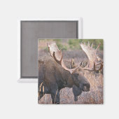 Big Bull Moose Magneet (Voorkant / Achterkant)